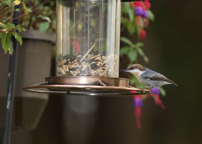 Side view of a bird feeder