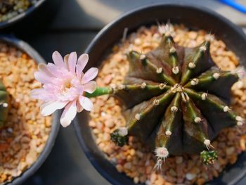 High angle view of flowering plant in bowl on table