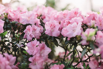 Close up of pink azalea flowers in botanical garden, selective focus. nature and ecology concept