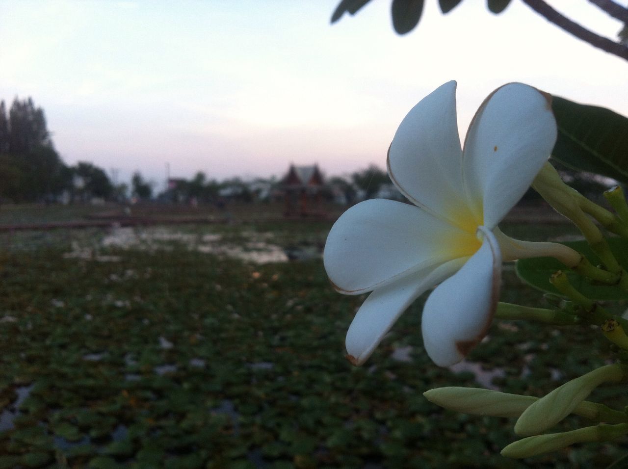 flower, petal, fragility, flower head, freshness, growth, beauty in nature, white color, blooming, nature, plant, close-up, focus on foreground, in bloom, pollen, field, single flower, blossom, selective focus, day