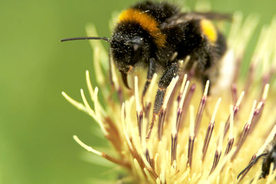 Close-up of bee on flower