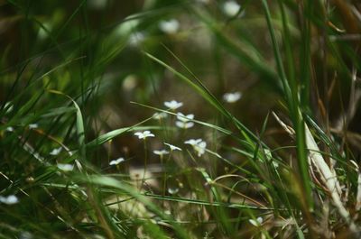 Close-up of grass growing in field