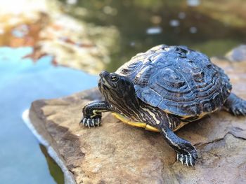 Close-up of turtle in water