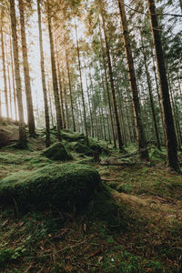 Trees in forest