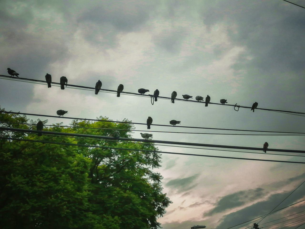 cable, animal themes, sky, animal, wildlife, bird, cloud, animal wildlife, group of animals, large group of animals, electricity, power line, nature, flock of birds, perching, low angle view, telephone line, technology, no people, line, tree, silhouette, power supply, outdoors, plant, day