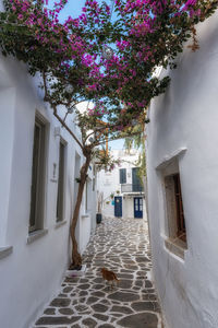 Trees by building