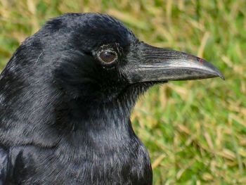 Close-up of black bird