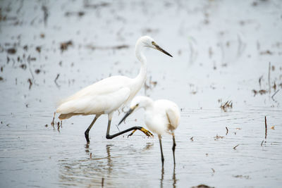 Birds in a lake