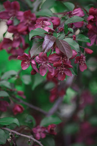 Close-up of pink flowering plant leaves