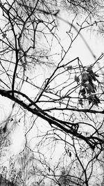 Close-up of bare tree against sky during winter