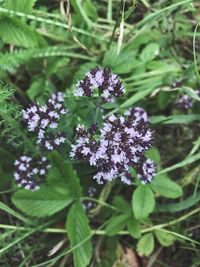 Close-up of purple flowers blooming outdoors