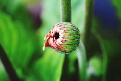 Close-up of flower bud growing outdoors