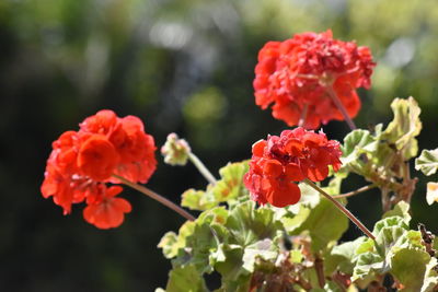 Close-up of red flowering plants