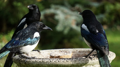 Close-up of bird perching on wood