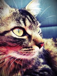 Close-up portrait of cat