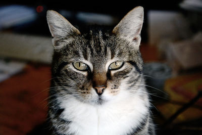 Close-up portrait of cat