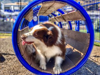 Close-up of dog looking at playground