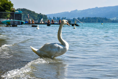 Swan swimming in lake