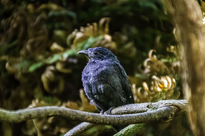 Close-up of bird perching on branch