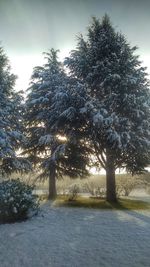 Trees on snow covered land against sky