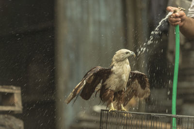 Close-up of wet bird on water