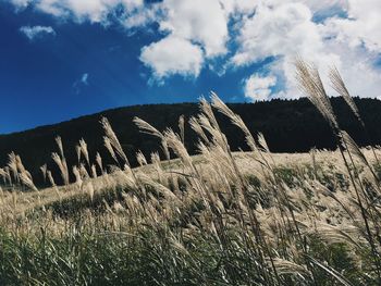 Low angle view of tall grass on field against sky