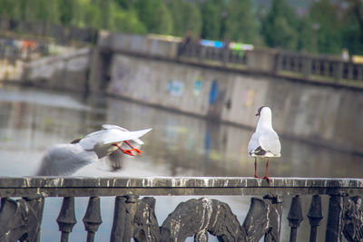 Seagull perching on railing against bridge