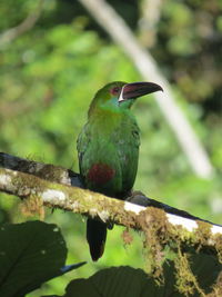 Close-up of bird perching on tree