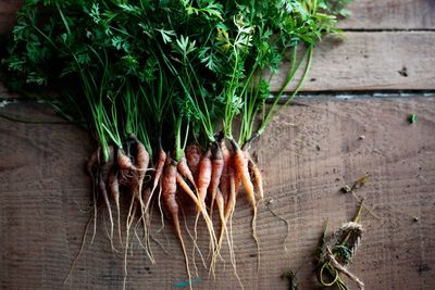 Mini carrot in kitchen garden