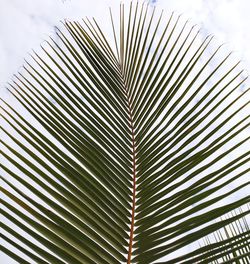 Close-up of palm leaves against sky