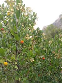 Close-up of fruits on tree