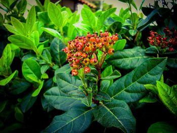 Close-up of fresh orange flowers blooming on plant