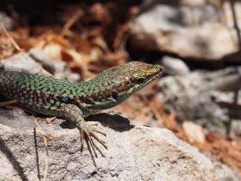 Close-up of lizard on rock