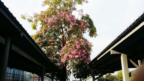 Low angle view of pink flowers on tree