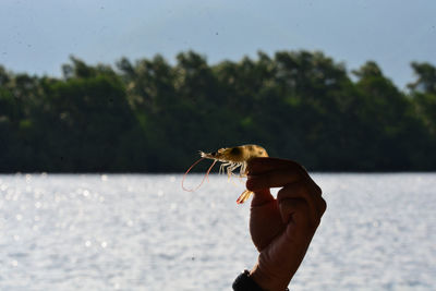 Person holding a shrimp