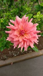 Close-up of pink flowers blooming outdoors