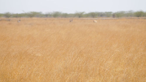 View of sheep on field