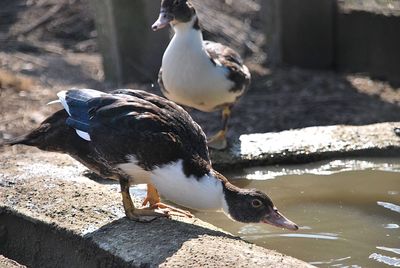 Seagulls perching on a lake