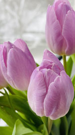 Close-up of pink tulips