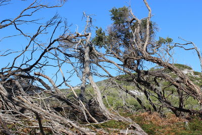 Low angle view of trees against clear blue sky