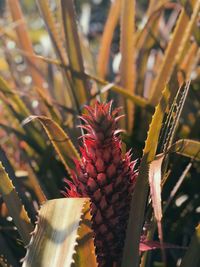 Red cactus plant growing on field