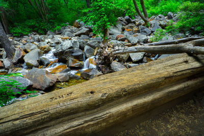 Close-up of wooden logs in forest