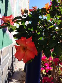 Close-up of red flowers blooming against sky