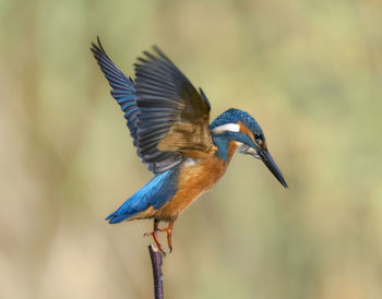 Close-up of bird flying against blurred background