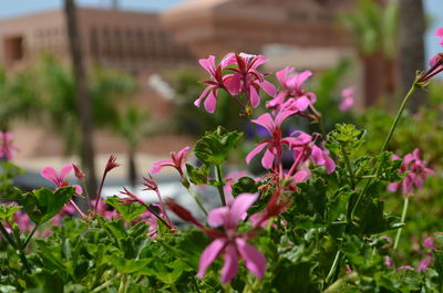 Close-up of pink flowers blooming outdoors