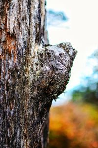 Close-up of lizard on tree against sky