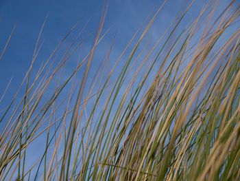 Detail shot of grass against blue sky