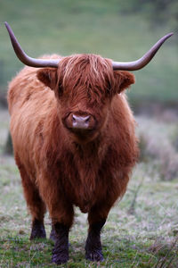 Highland cow aberdeen angus