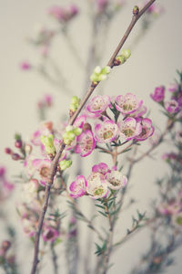 Close-up of pink flowers