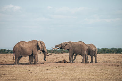 Elephant in a field